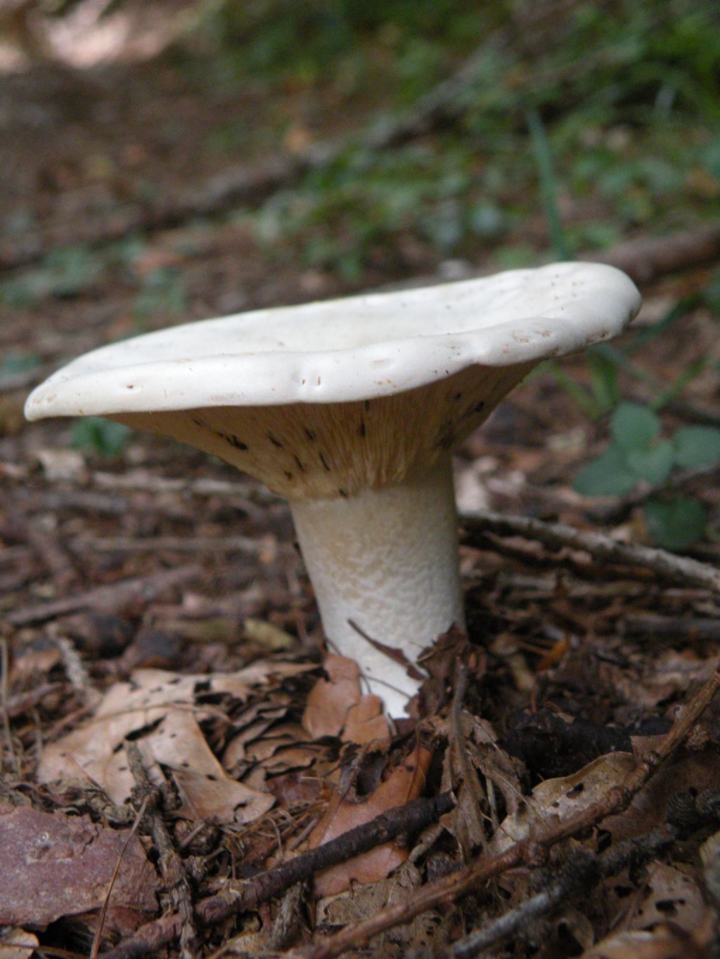 Clitocybe phyllophila? Chiss...